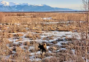 Escaping Anchorage Spring Wildlife Tour