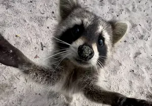 Raccoon Island Boat Tour - Indian Creek, Sanbar and Raccoons