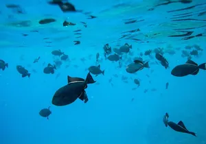 The Best 2.5 Hour Molokini Snorkel Tour & Whale Watch