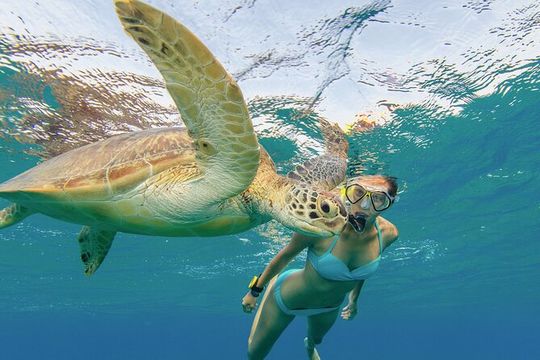 Snorkeling with Turtle/Water Scooter/Paddleboard Adventures Oahu