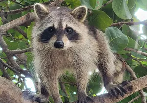 Raccoon Island Exploration on SUP/Kayak