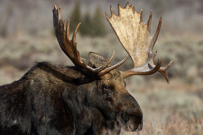 Private, Bespoke Yellowstone Summer Wildlife Photo Safaris