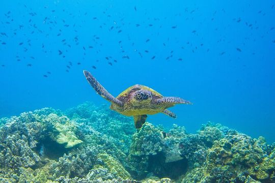 The Best Maui 3 Hour Molokini and Turtle Town Snorkel