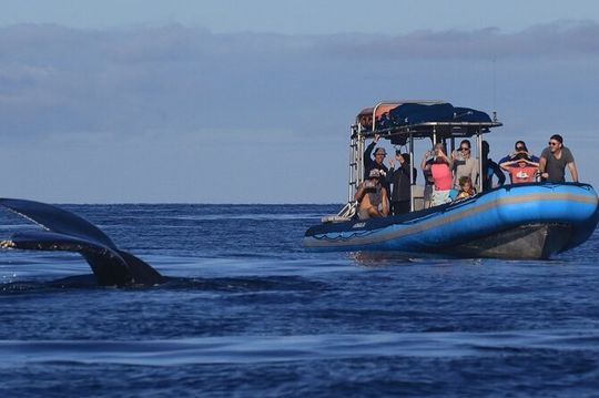 The Best 12 pm 1.5 Hour Whale Watching Tour