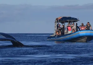 The Best 12 pm 1.5 Hour Whale Watching Tour