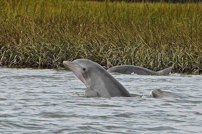 Hilton Head Outback Boat and Kayak Adventure