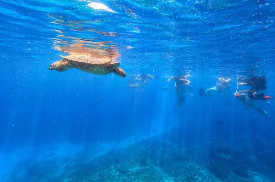 Waikiki: Small Group Turtle Canyon Snorkel Boat Tour