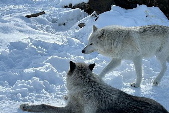 Wildlife Conservation Center & Portage Valley Glaciers