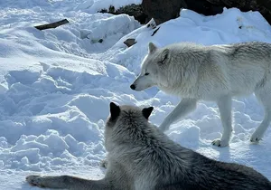 Wildlife Conservation Center & Portage Valley Glaciers