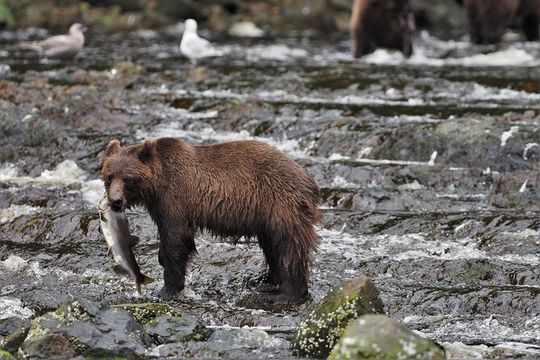 Waterfall Creek Brown Bear Viewing Juneau