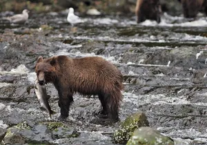 Waterfall Creek Brown Bear Viewing Juneau