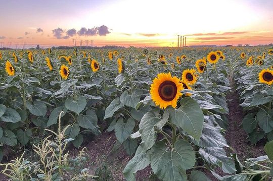 ATV ultimate Miami Beach experienced with free videos and picture