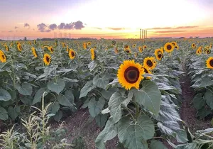 ATV ultimate Miami Beach experienced with free videos and picture