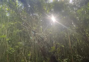 3 Hours Private Hiking and Bushwalking in the Aiea Loop Trail