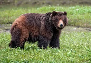 Pack Creek Bear Viewing