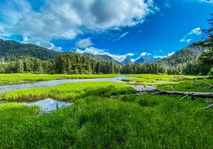 Explore Beyond the Dock: Unforgettable Private Tour in Sitka