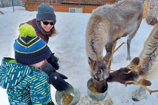 Reindeer Meet and Feed - Talkeetna