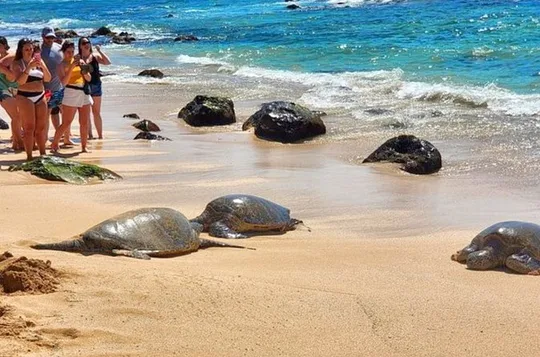 Oahu Fun Circle Island Tour: 32 Sights, 10 Stops & Turtles