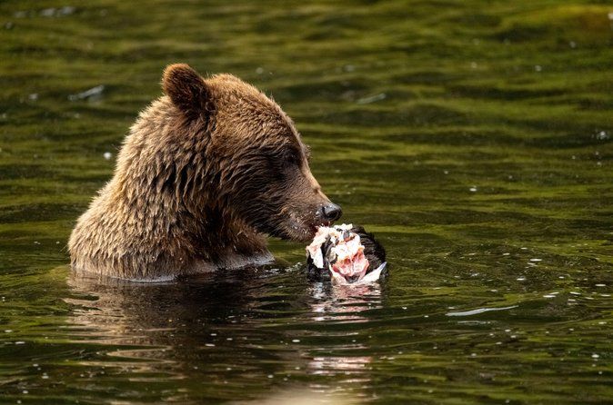 Vattenfallsbäckens brunbjörnskådning Juneau