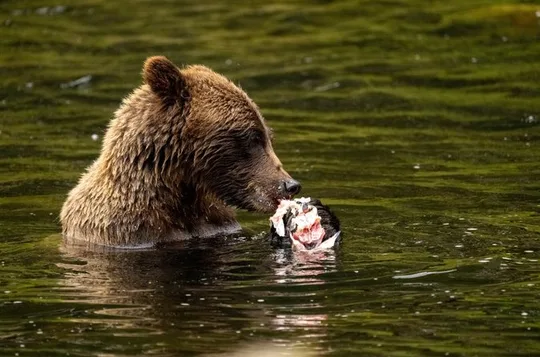Vattenfallsbäckens brunbjörnskådning Juneau