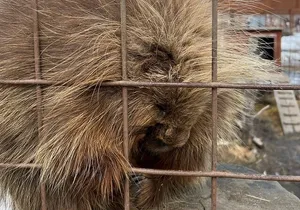Wildlife Conservation Center and Portage Glacier Lake Viewing