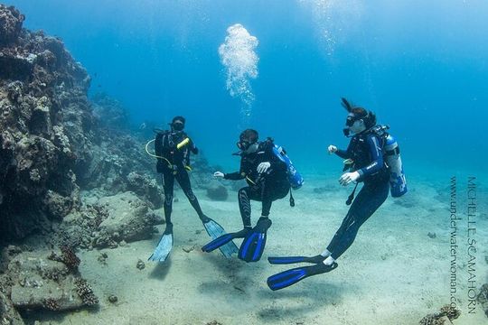 Try Scuba Diving on Kaua’i with Sea Turtles