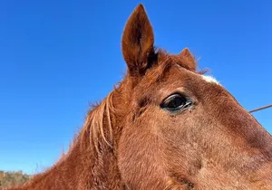Grand Canyon Horseback Tour