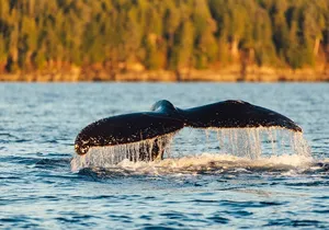 Experience Local Marine Wildlife Tour