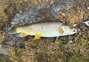 Private Trout Fishing Excursion in Virginia