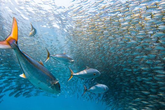 Snorkel Sail Adventure off Ka'anapali Beach, Maui
