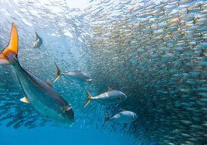 Snorkel Sail Adventure off Ka'anapali Beach, Maui