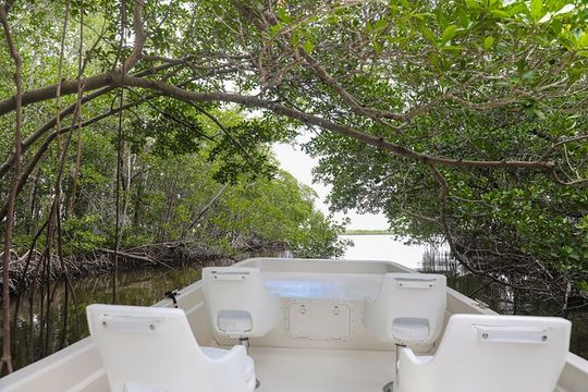 Everglades Mangrove Wilderness Boat Tour