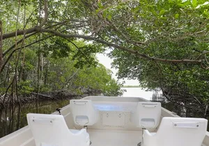 Everglades Mangrove Wilderness Boat Tour