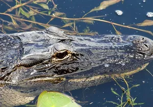 1 Hour Everglades Airboat Tour Central Florida