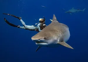 Safe and Educational Shark Dive from Haleiwa: Sharks Guaranteed