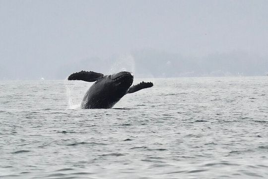 Premier Whale Watching and Wildlife Tour