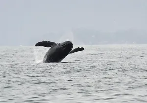 Premier Whale Watching and Wildlife Tour