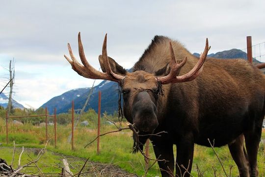 Seward to Anchorage Wildlife Adventure