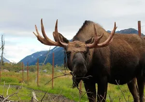 Seward to Anchorage Wildlife Adventure