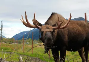 Seward to Anchorage Wildlife Adventure