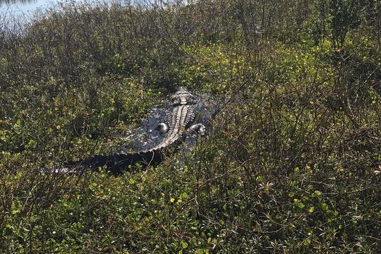 1 Hour Everglades Airboat Tour Orlando Florida