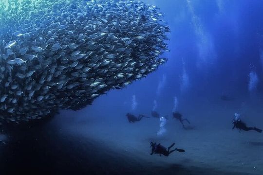 Private Dive Boat for Certified Divers - Cabo San Lucas