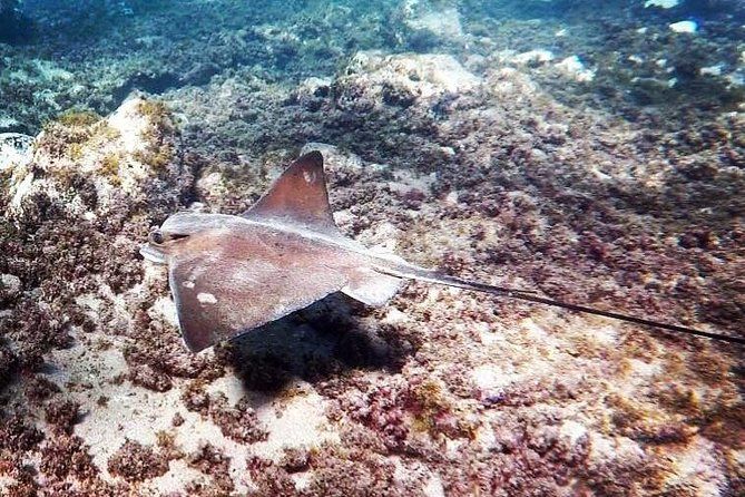 Snorkeling in Gran Canaria with Hotel Pick-up