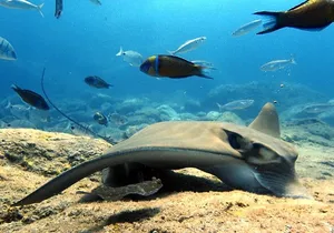 Discover Scuba Diving - Try it for the first time!