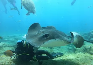 Scuba Diving for Certified Divers in Costa Adeje