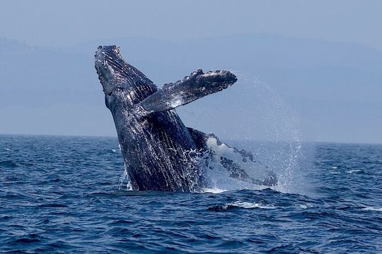 Victoria Ultimate Marine Whale & Wildlife Tour
