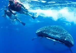 Private Whale shark Ecofriendly tour from Cancun