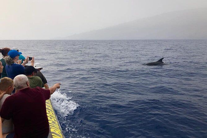 Dolphin and Whale Watching in La Restinga