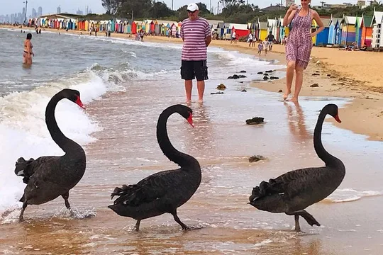Melbourne City and Bayside Beach Full-Day Private Tour