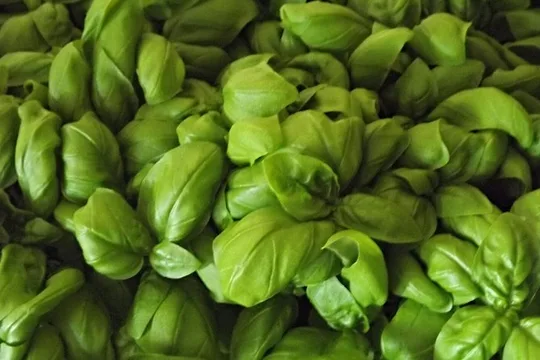Cooking Class Pesto Sauce